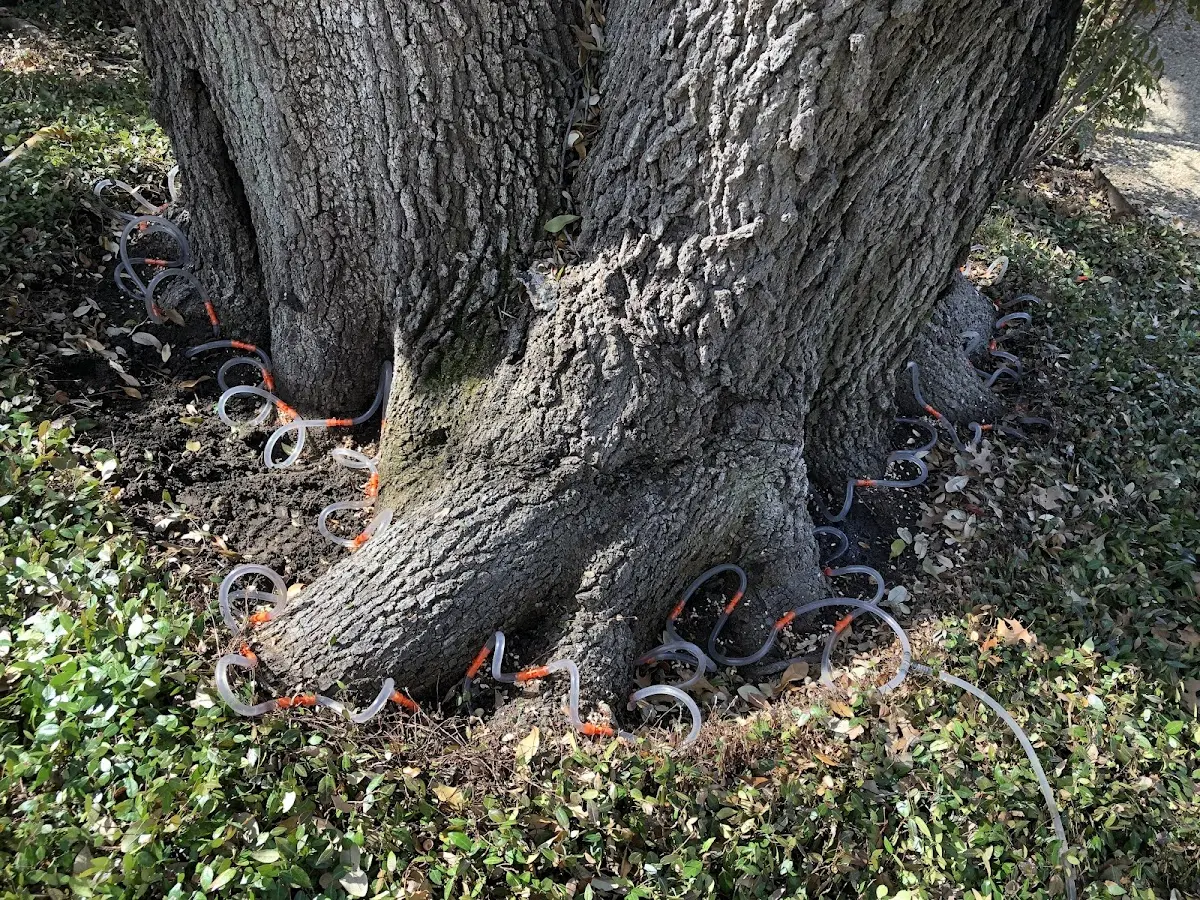 Detailed Tree Cabling and Bracing job site in South New Berlin