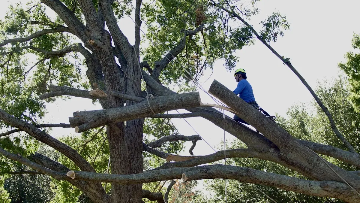 Professional Crown Thinning performed by certified arborists in South New Berlin