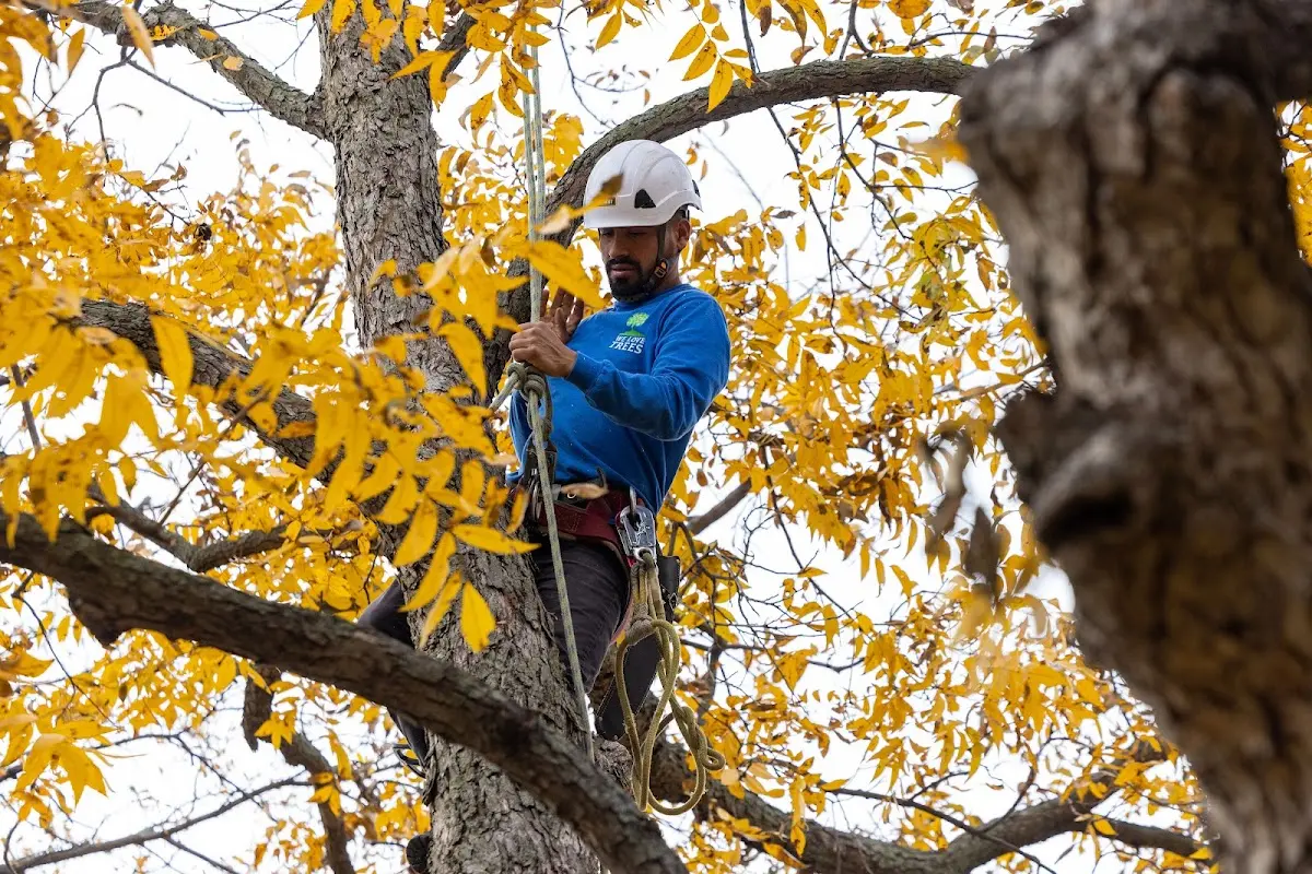 Skilled Tree Pruning crew working in South New Berlin